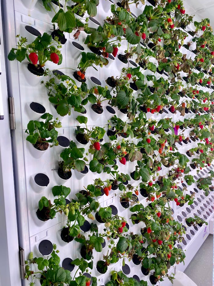 vertical-strawberry-garden-with-hydroponics-system-28129610 A modern vertical garden growing strawberries using a hydroponic system indoors.